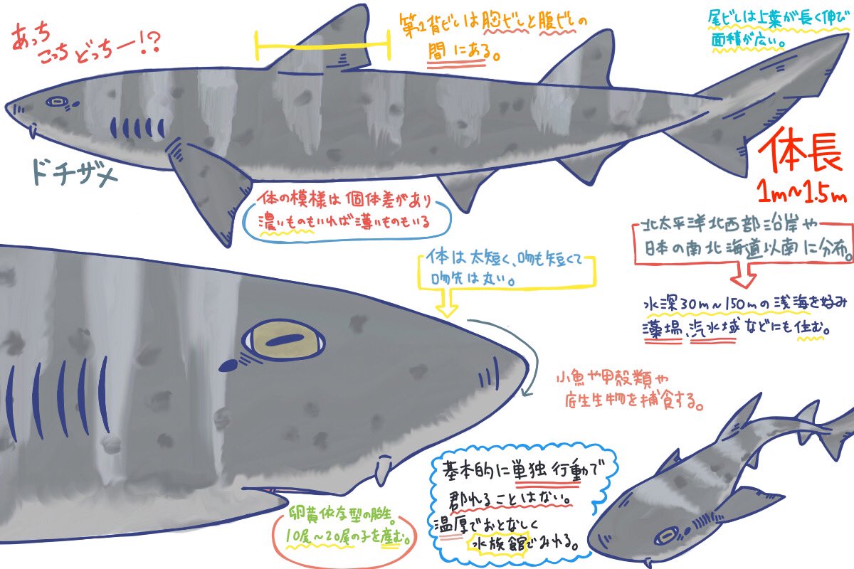 めかぶのサメ紹介ツイート Twitter