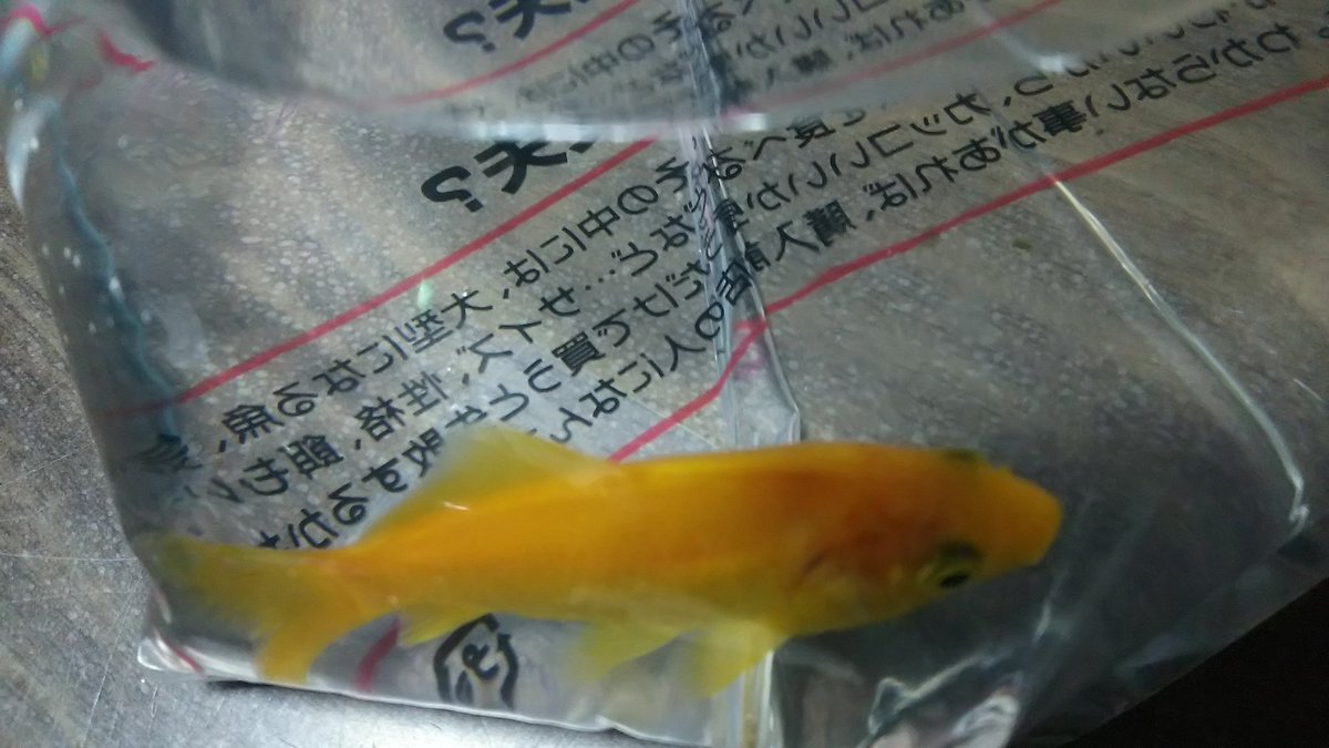 レモンコメット レモンコメット