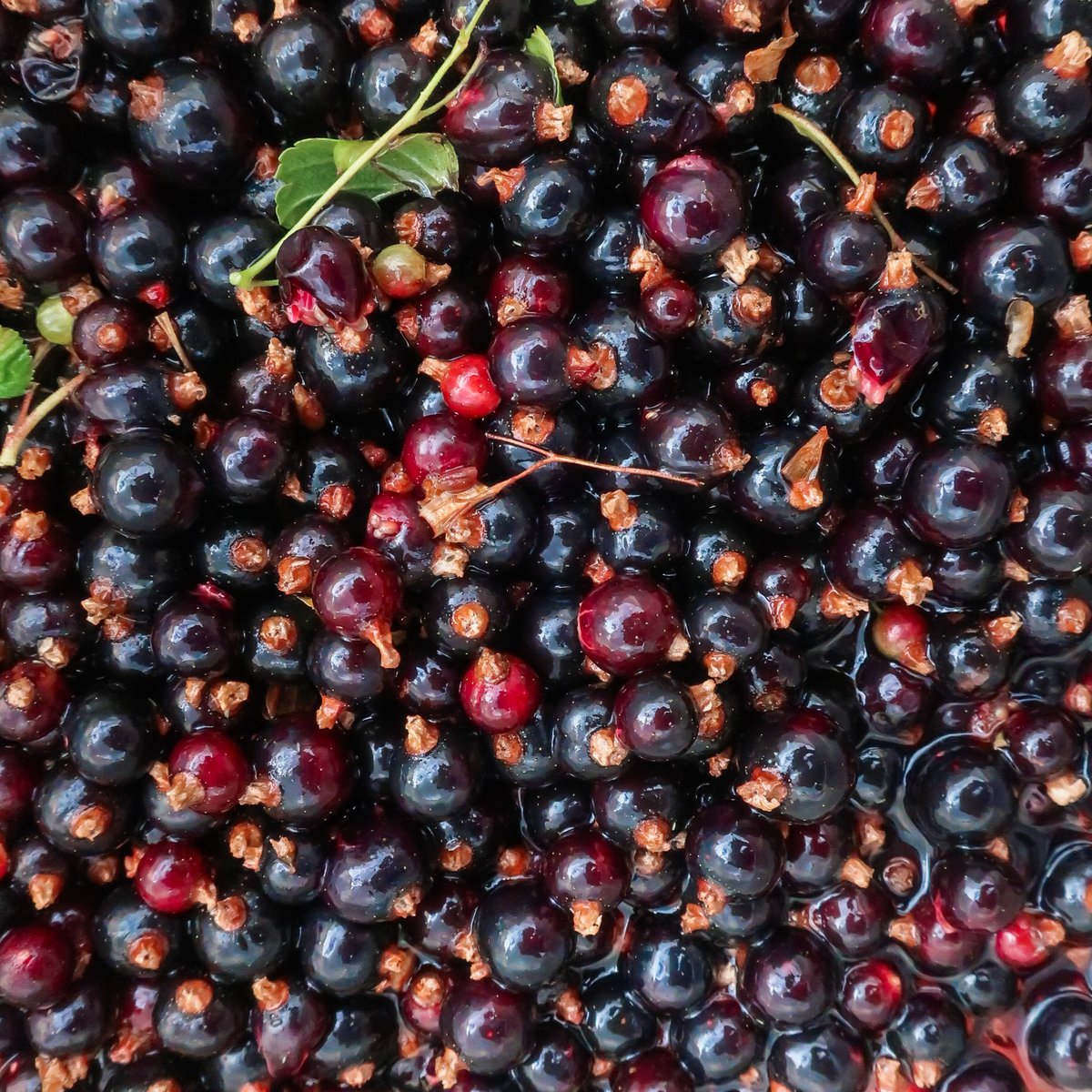 SprawlKitchen's tweet image. We have an abundance of Blackcurrants right now, so we are looking at ways to preserve them. I think I'll dry these out in a low oven before they likely make their way into our stout brown sauce, providing sweetness to one of our favourite beery condiments. #CraftBeerCooking