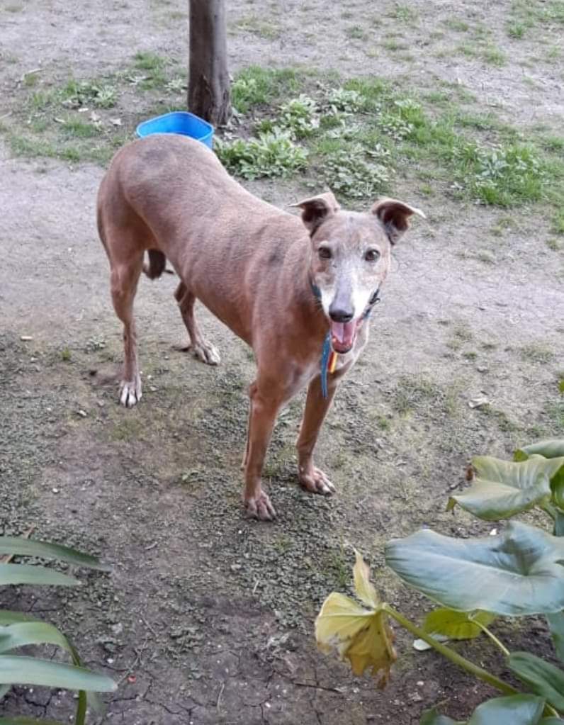 asangineti's tweet photo. ROBARON A ESTRELLA DEL PATIO DE SU CASA. CALLE CHARCAS SUR/ CLAYPOLE, provincia  de Buenos Aires. 

DIFUNDAN Y ETIQUETEN A PROTECCIONISTAS DE LA ZONA.

ESTRELLA ES MUY MIEDOSA 😞
LLEVABA COLLAR CON CHAPITA. Tel 2241493473. https://t.co/dtLnHThCL5