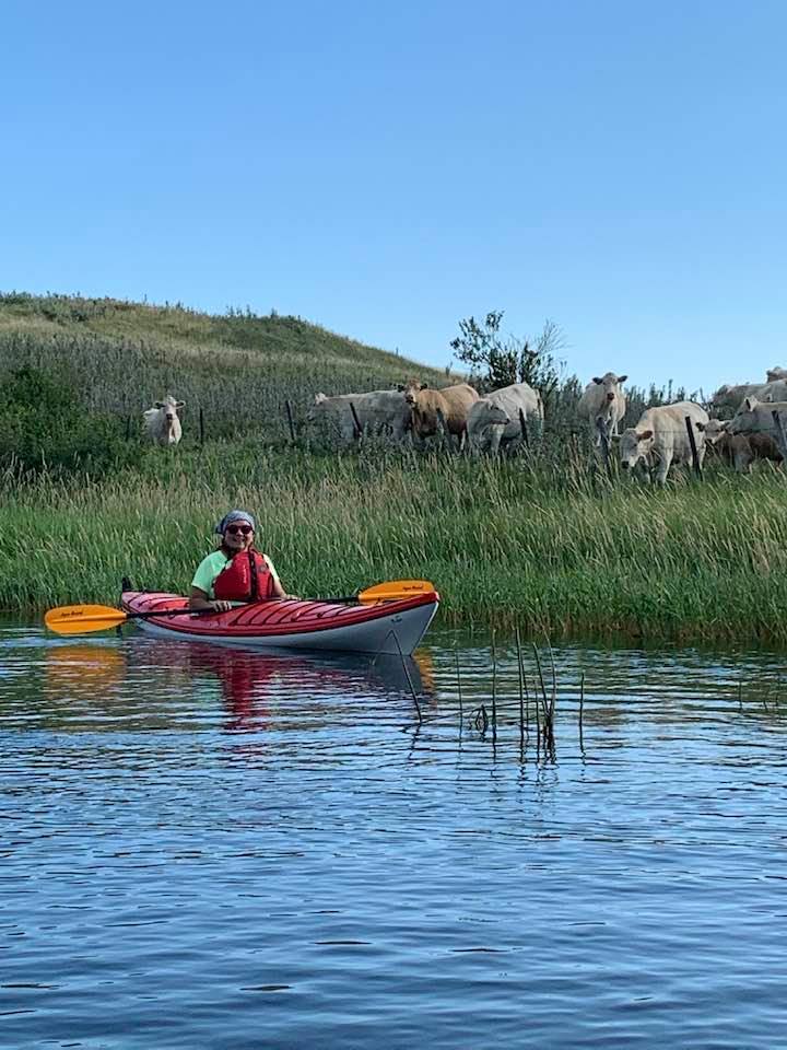 end_valley's tweet photo. Checking the "Stars of 2020" in their picturesque Aiktow Pasture at #valleysendcharolais 
#Saskcharolais
#canadiancharolais
#summerinSaskatchewan
#lovethesecows
#charolaisbull
#charolaiscattle
#begreengowhite
#morebeeflessresources
#agmorethanever
https://t.co/uolhGUZbCp https://t.co/WDR3sRz0Kp