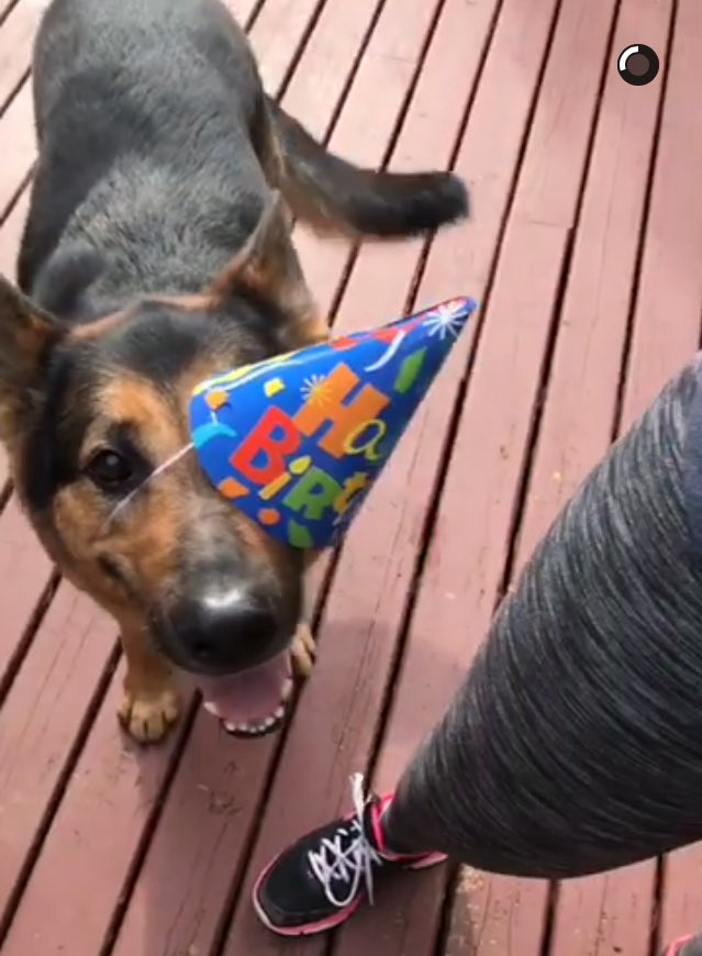 Dogsoverdude's tweet photo. You guys, my friend threw a birthday party for her dog and it was the cutest thing ever. He was so happy https://t.co/IcUjdntczM