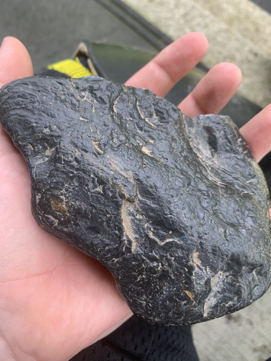 PaleontologyFacts tweet media