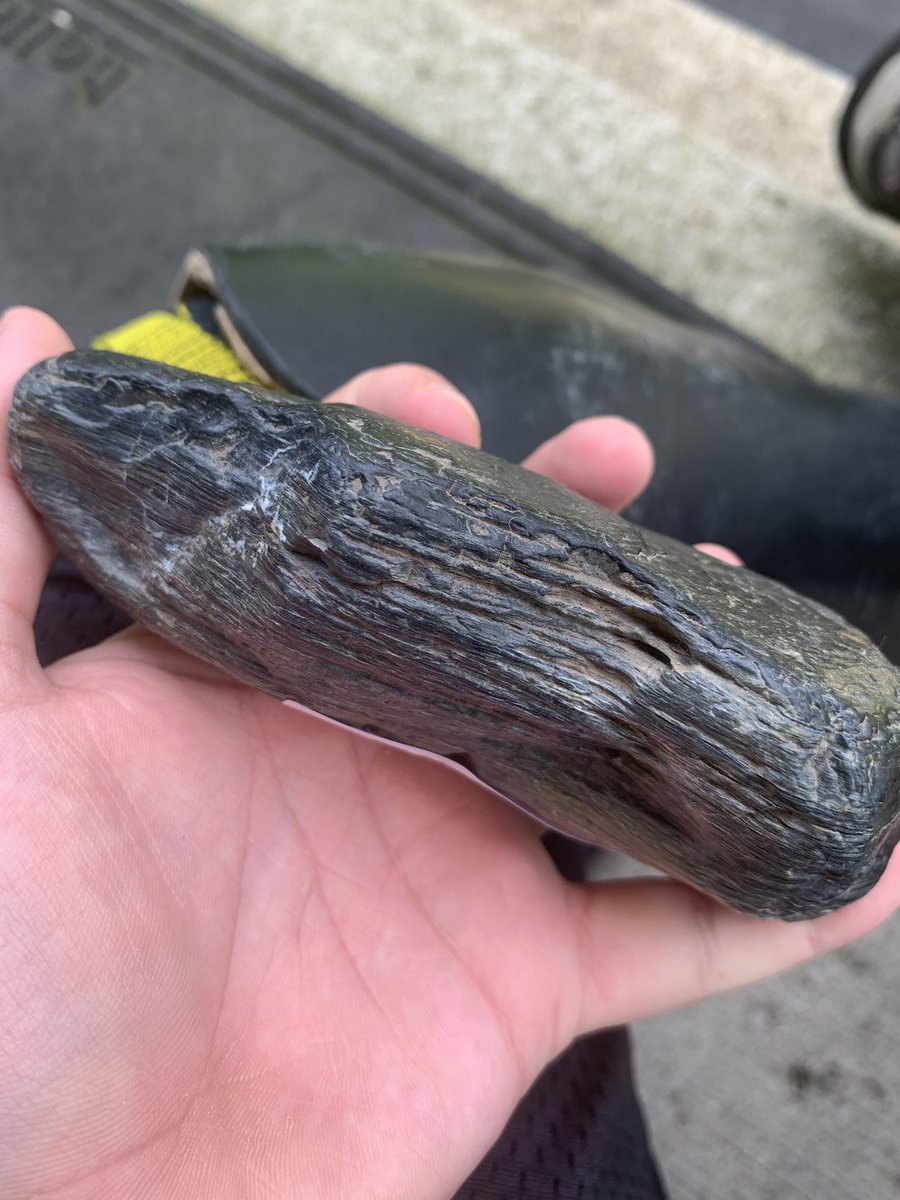 PaleontologyFacts tweet media