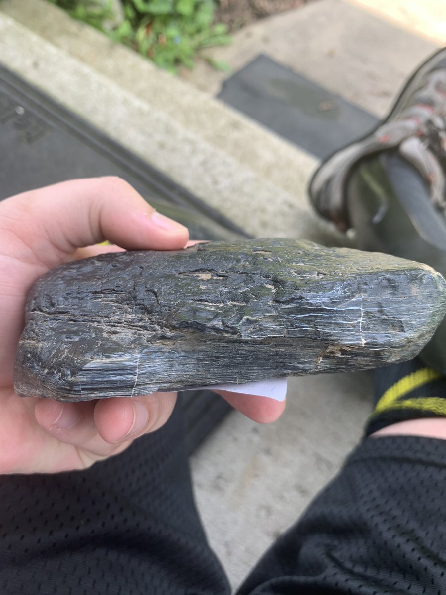 PaleontologyFacts tweet media