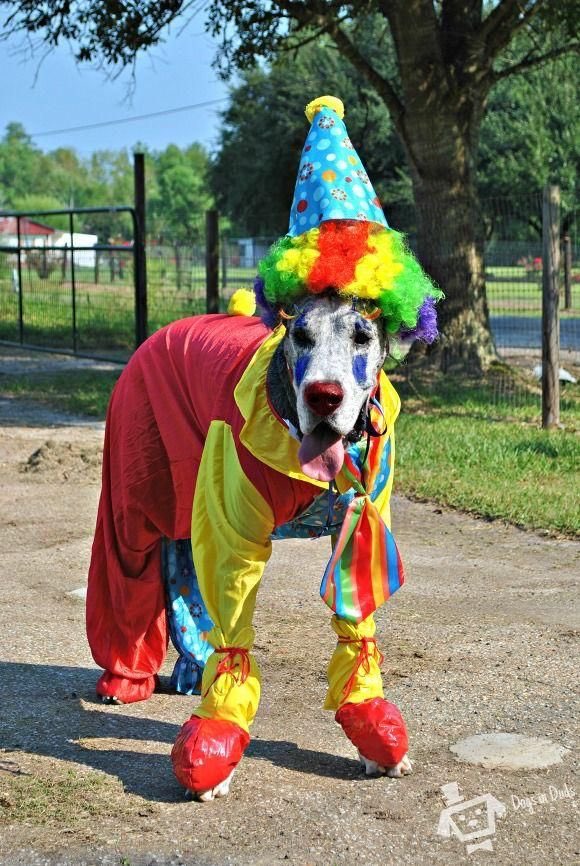 .   Terence        Great Dane in a    Davis II      Clown Costume