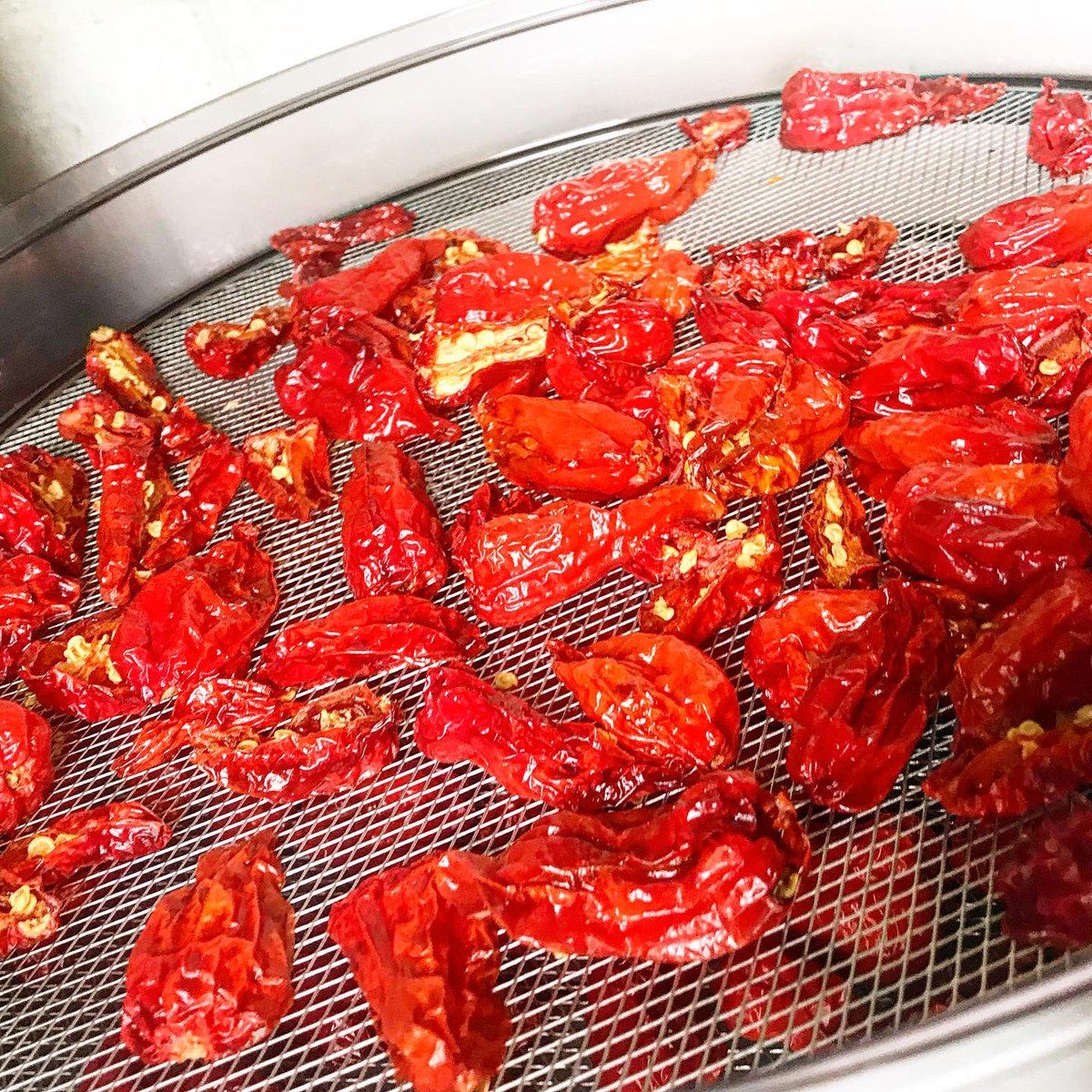 BumbleesX's tweet photo. Dorset Naga Chillies drying in the shed as @TheChillees Has to be out there, otherwise I’m coughing my heart up with the chilli fumes 🌶
These will be for an experiment for someone 😊
Preserving the harvest & experimenting, that’s when I’m my happiest 😝 #PlayingInTheKitchen https://t.co/zsUOAT1qtQ
