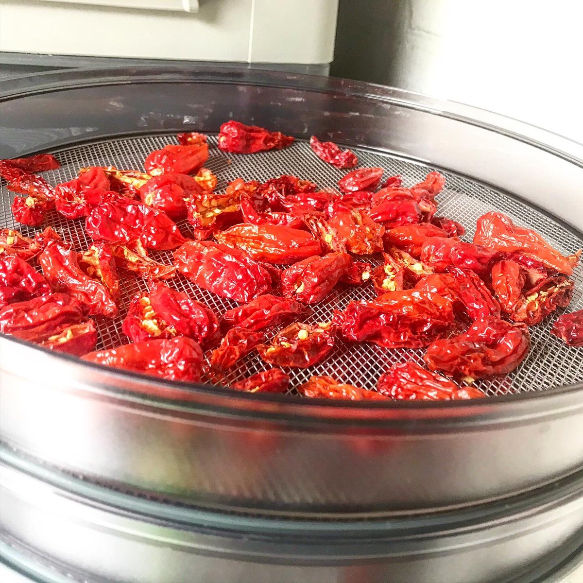 BumbleesX's tweet photo. Dorset Naga Chillies drying in the shed as @TheChillees Has to be out there, otherwise I’m coughing my heart up with the chilli fumes 🌶
These will be for an experiment for someone 😊
Preserving the harvest & experimenting, that’s when I’m my happiest 😝 #PlayingInTheKitchen https://t.co/zsUOAT1qtQ