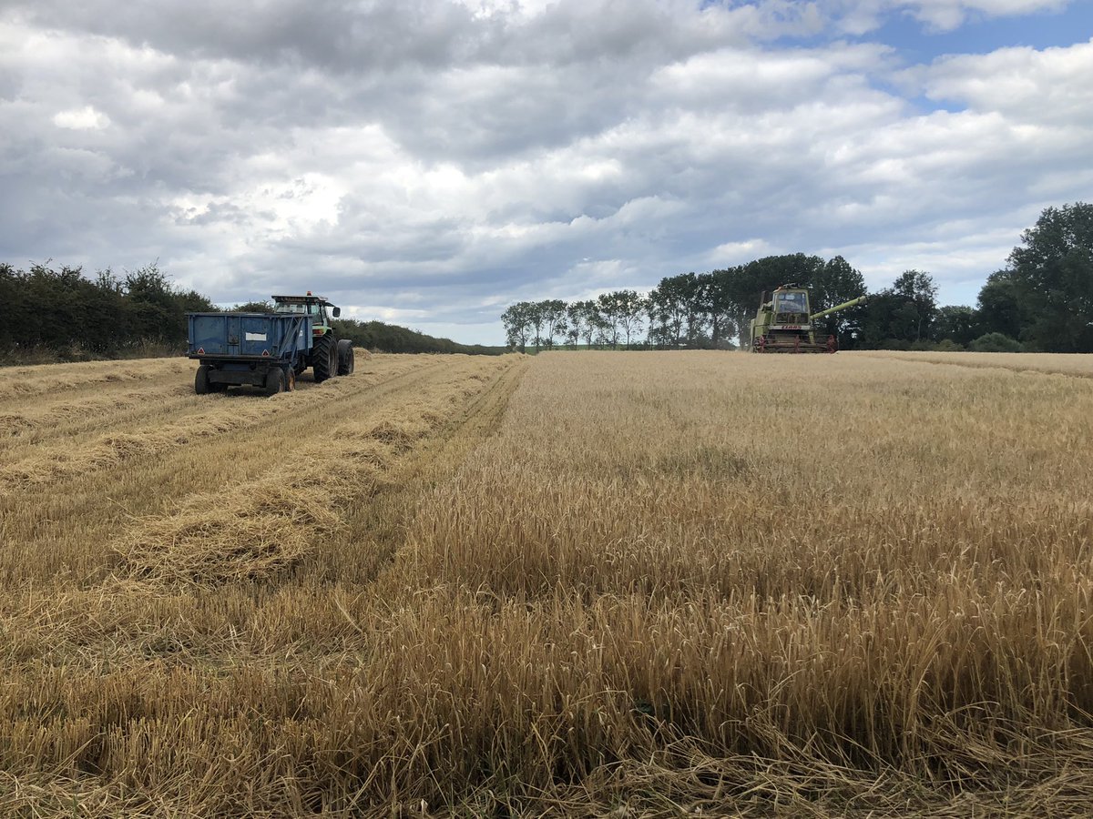 C8linClarke's tweet photo. Our first ever harvest is officially underway! 🌾 #firsttimefarmers #harvest2020 #harvest #barley #minifarmers #twins https://t.co/A4bZa6MMln