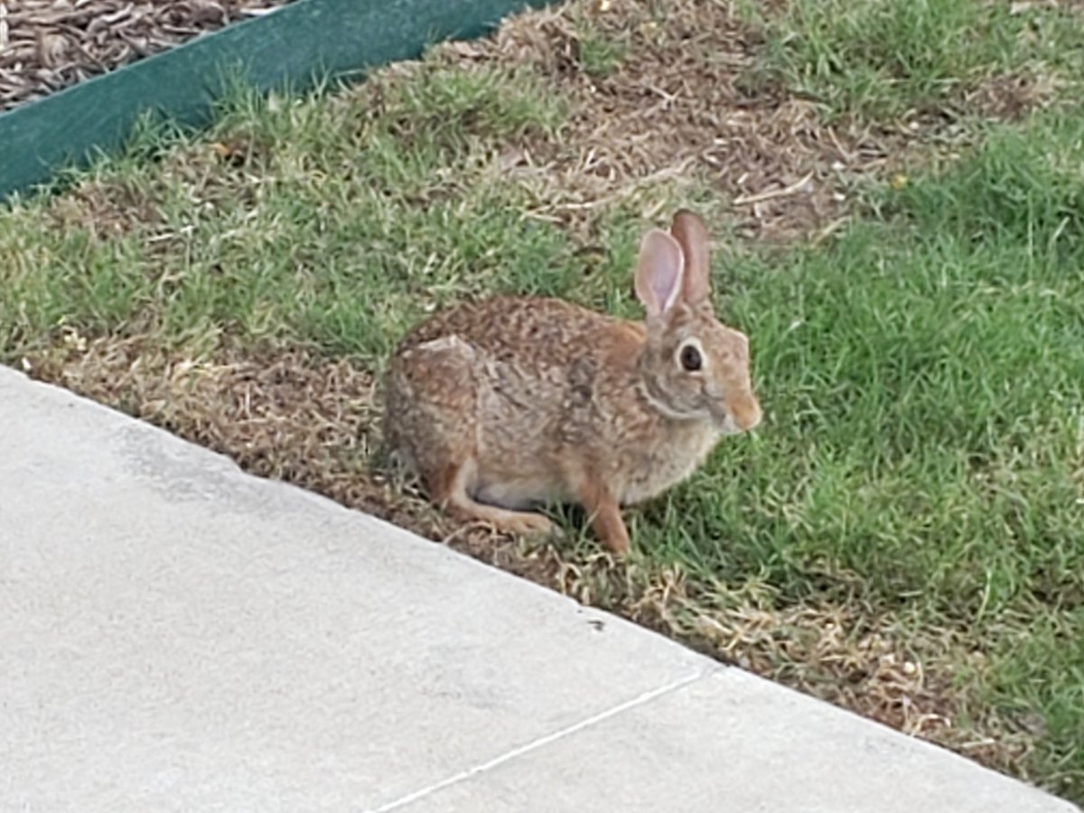 TedManikas's tweet photo. #rabbit having dinner (grass) @PHVillageDallas https://t.co/gLkCIvINUk