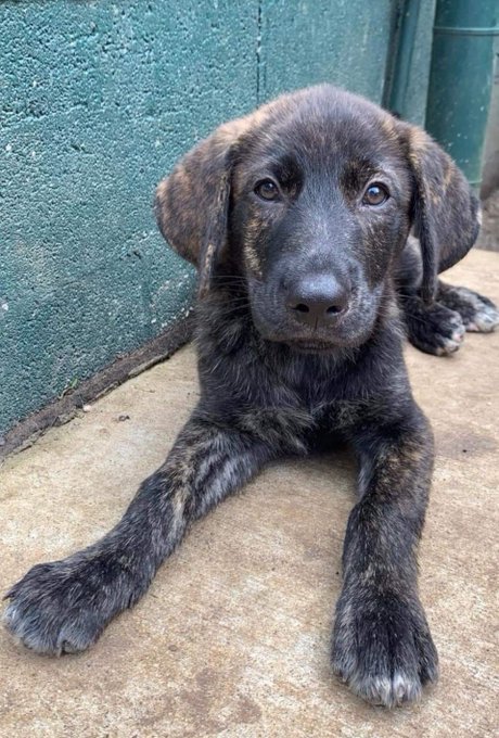 Update! She's so so sweet and the best cuddler! I named her luna ❤ https://t.co/UnwMYwCS8C<a href="/tag/mvsales"class="tags"><span>#mvsales</span></a>