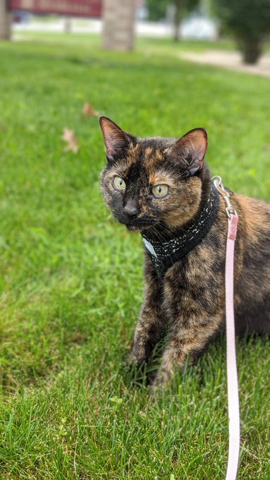 Let's talk about cats baby 🎶 Let's talk about them and me 🎶 All the good things and the bad things they<a href="/tag/smalltits"class="tags"><span>#smalltits</span></a>