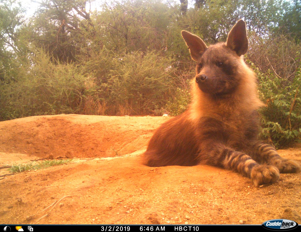_Sarah_Edwards's tweet photo. Our latest paper is published in @RSECJournal and compares activity patterns derived from #cameratraps and radio-tag methods in #brownhyaena  Free access 🐾⏰📸

https://t.co/CY27VBJ9Vb https://t.co/p33QpVLxkx