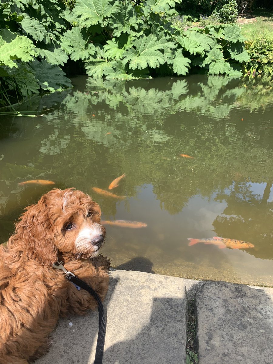 BBCMaryam's tweet photo. Lovely day at #Chartwellhouse @nationaltrust . Juno loved her first day trip with the family !
#daytrip #puppylife https://t.co/a3wMJv7Khz