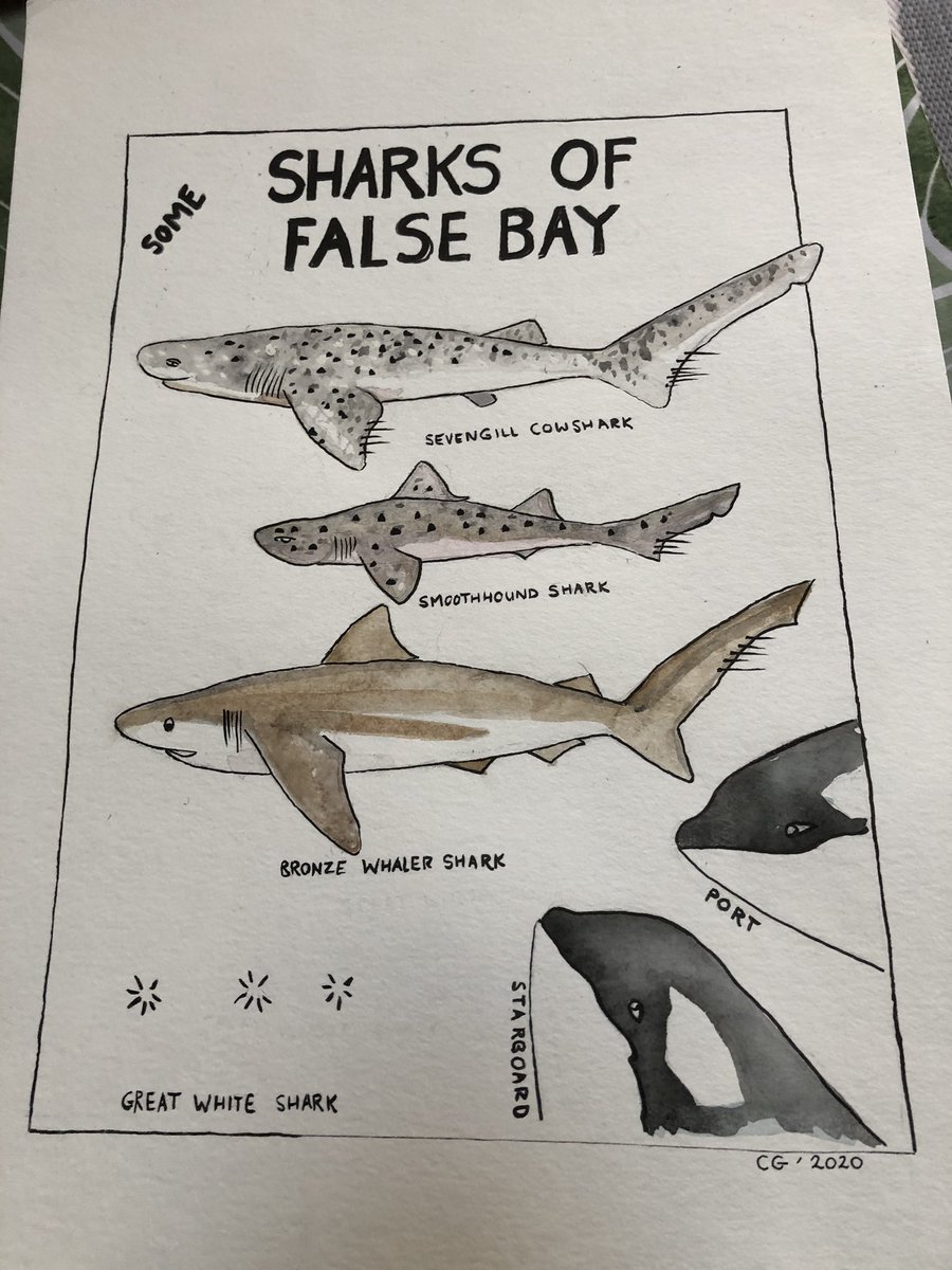 #SundayFishSketch off theme - since the orcas Port and Starboard showed up in False Bay, South Africa, White sharks disappeared. Other sharks started favoring these habitats. Always a good idea to make fun of white sharks.