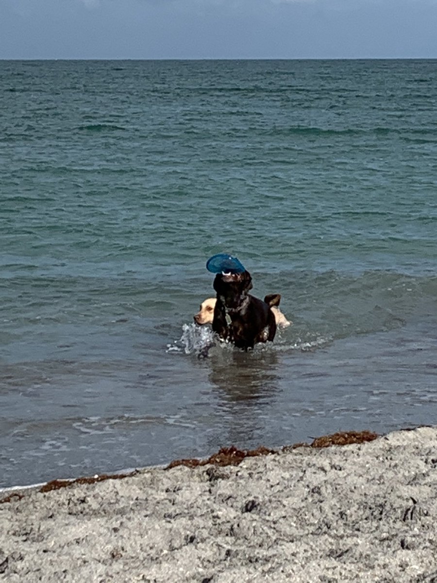 This morning Gunner and Rotor “tested” the waters in the Gulf of Mexico.  Looking forward to the SPACEX Dragon splashdown today into it, with Bob and Chunky!