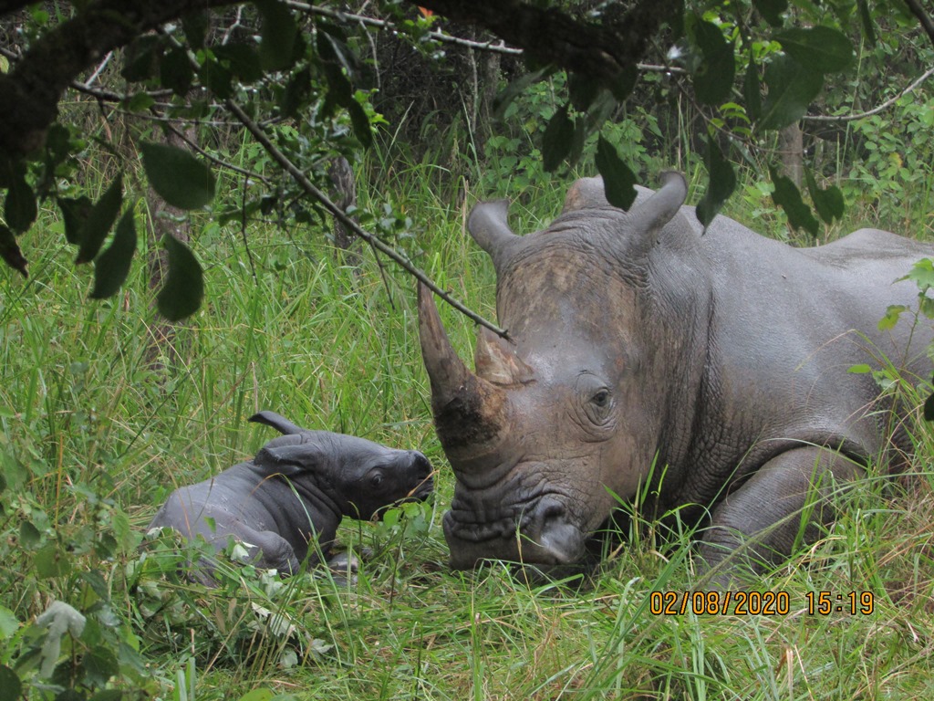 Rhino Fund Uganda tweet media