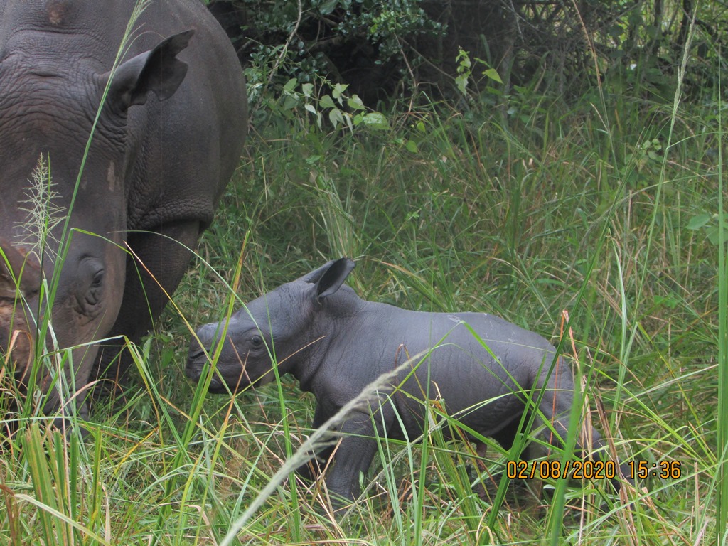 Rhino Fund Uganda is proud to announce the birth of a healthy female calf on Ziwa Rhino Sanctuary today.  Mom Laloyo and baby Rhoda are both doing well.  Thank you to the Rhino Fund rangers for the photos and footage.  This brings the number of rhino on the sanctuary to 31.