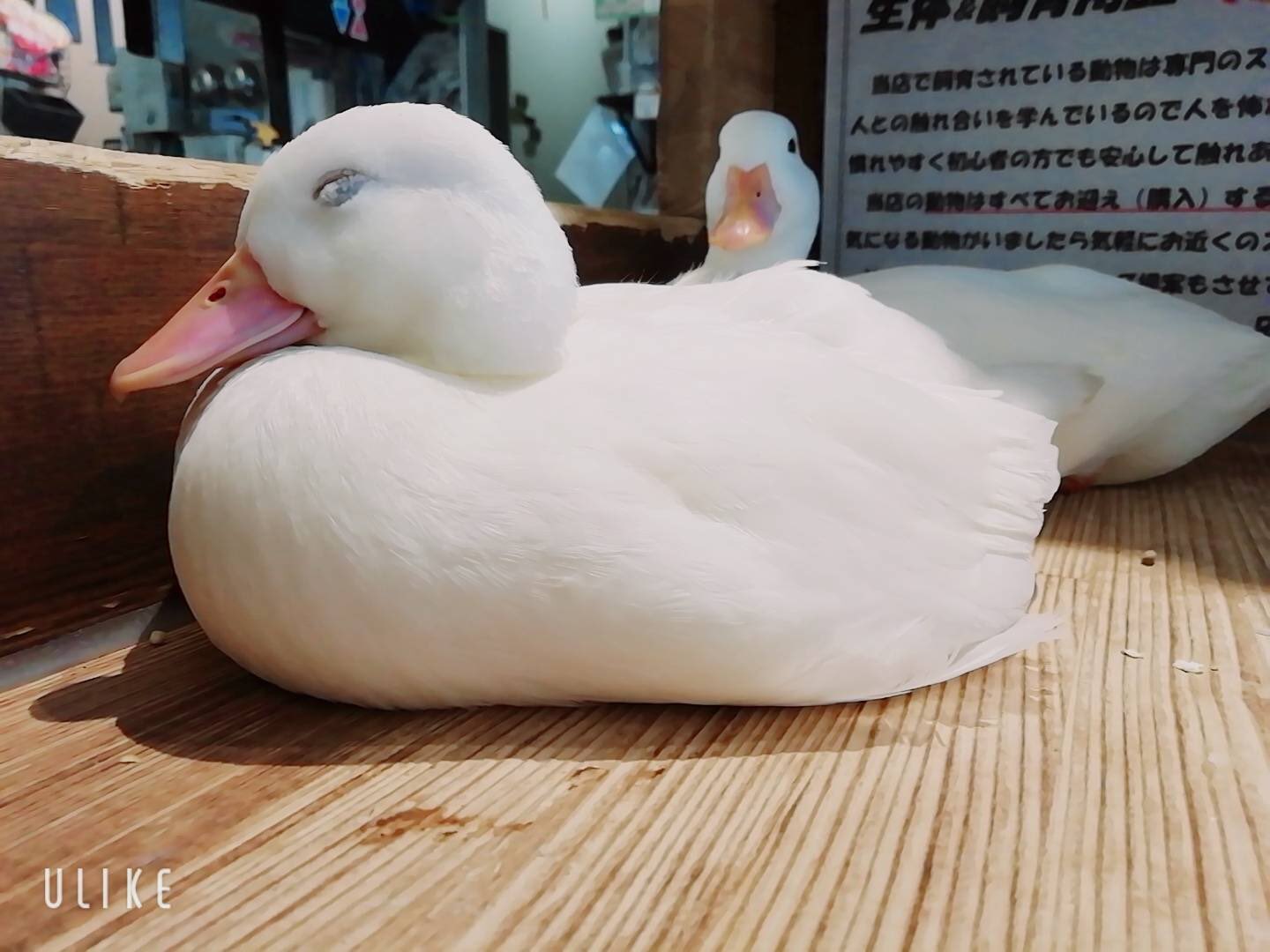 小動物カフェROCK☆STAR على X: 小動物カフェROCK☆STAR على X: