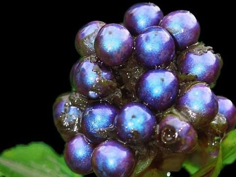 A berry from central Africa is the world's shiniest living thing.

(Pollia condensata)