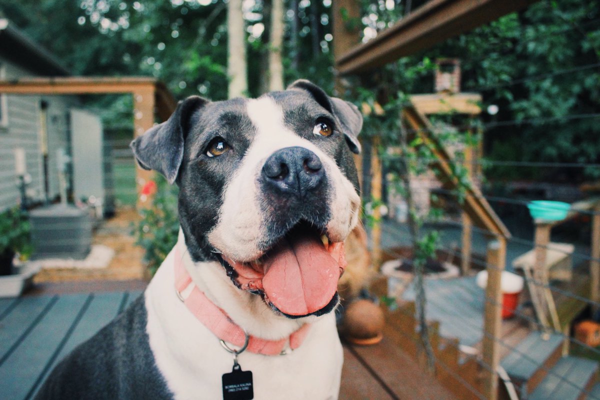 Haven’t posted in a while, I’d like to think it’s partially because the last couple of weeks have been very rough for me. It seems that a part of growing up is my heart breaking with every single decision I have to make. 

So to cheer us up here is Poppins :)
