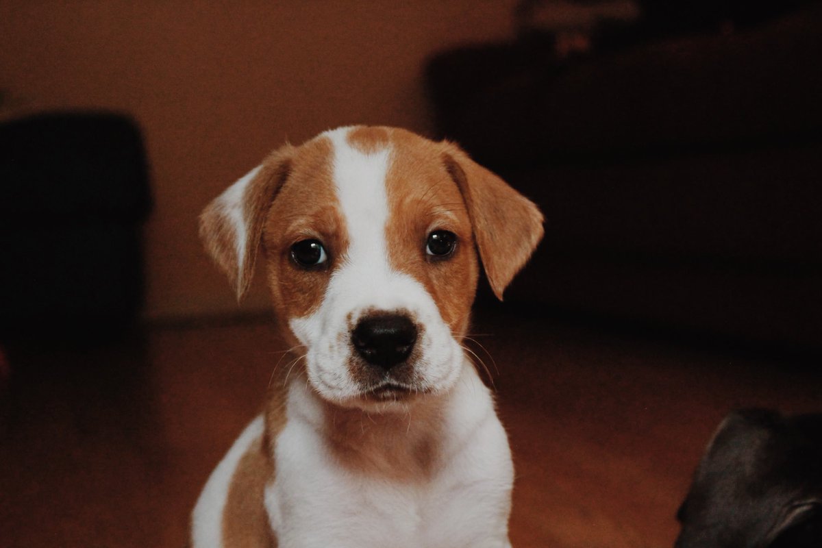 Also, my foster puppies grew into beautiful tiny puppers. :)

We named the girl Aslan, who got adopted this week, and you can still fill out an application for my baby boy Sultan, at the Humane Society of Concord.