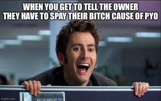vet_raw's tweet photo. #spay&amp;neuter #vetmed https://t.co/3DVhBtAJh1