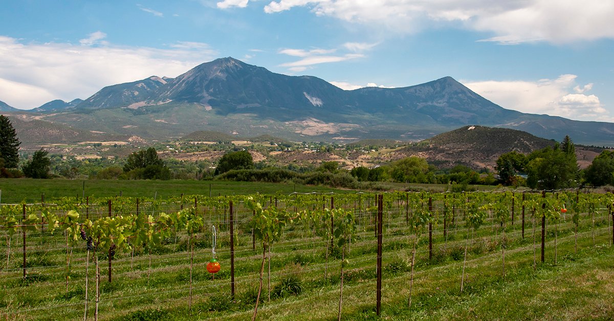 westelksava's tweet photo. Today, Aug 2, is the last day of the West Elks Wine Trail! Enjoy special wine activities at the wineries. Visit https://t.co/76utPrc4eH for more Wine Trail info. #westelkswinetrail https://t.co/J3JcGqFMQ7