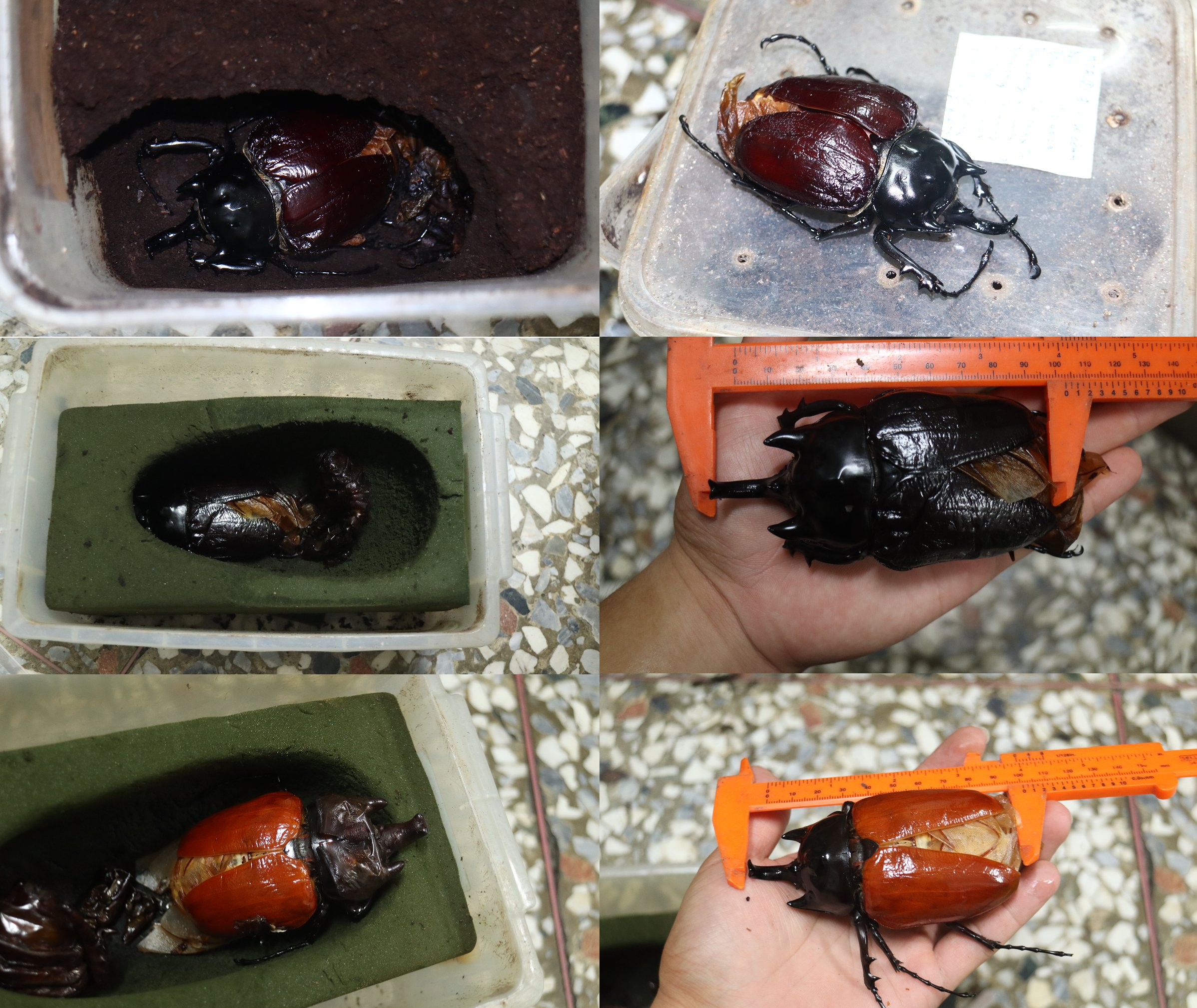 ラミレスゾウカブト　WF3 ラミレスゾウカブト WF3