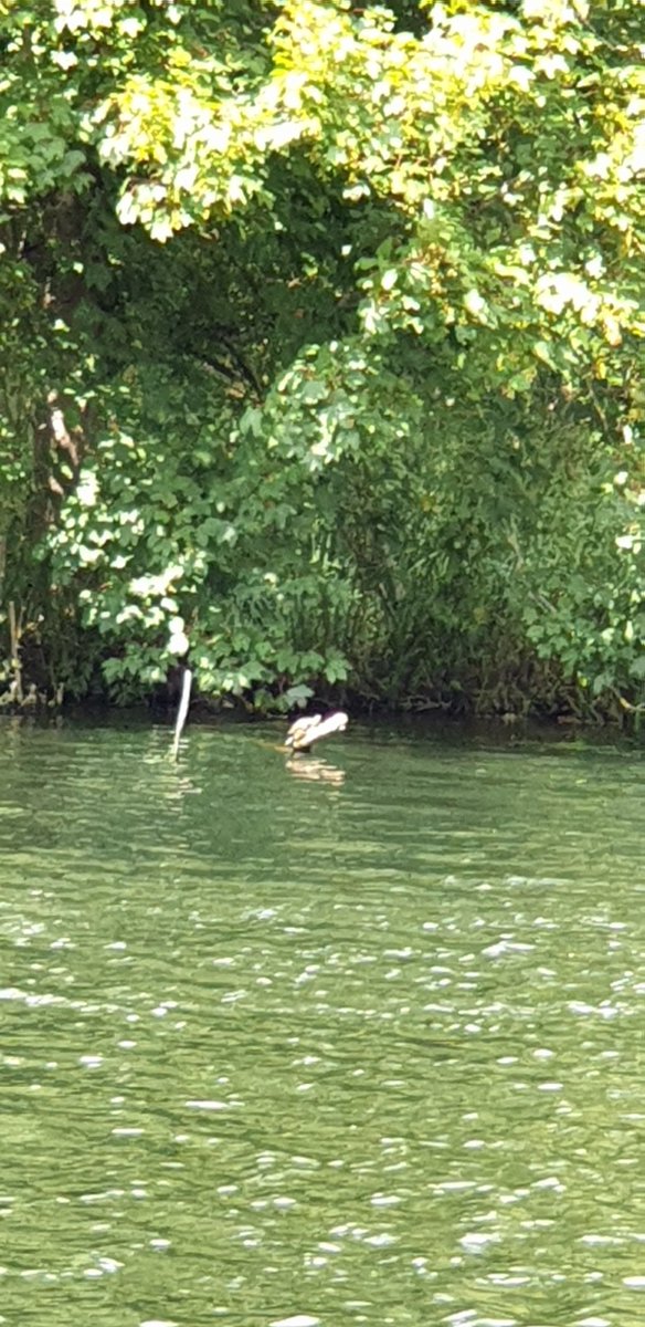 Hatfield House turtle spotted sunbathing on today's walk along the River Lea @Hatfield_House 🐢🌞 Looked much better through the binoculars 😀