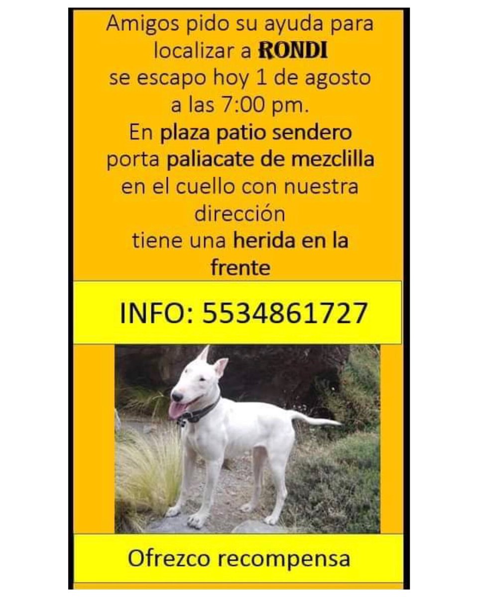 CICsal's tweet photo. *ANIMAL* Se busca a #RONDI Lleva un paliacate de mezclilla con su nombre, el nombre de su dueño (César Ruiz), y Rondi tiene 5 años, y está esterilizada. Tiene una herida en su frente. #Saltillo 10:19 vía @esterilizados @AdacAnimalista1 https://t.co/jPXlutq926