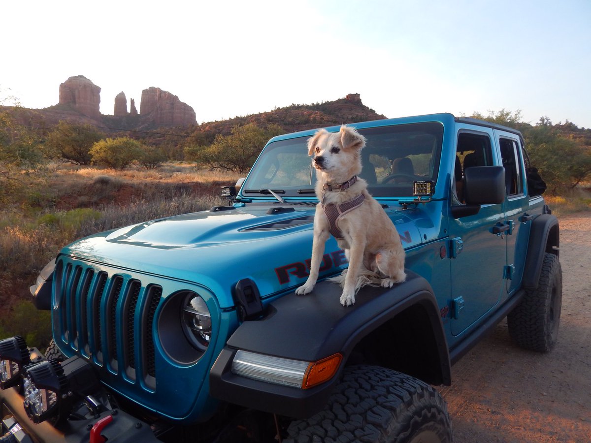 chihualapoo's tweet image. Frens, will you help me become #JeepTopCanine ? Please like and retweet! I hope to win the @Jeep #contest. I am a small dog, but I am adventurous and fun! Clara ❤️ Jeep