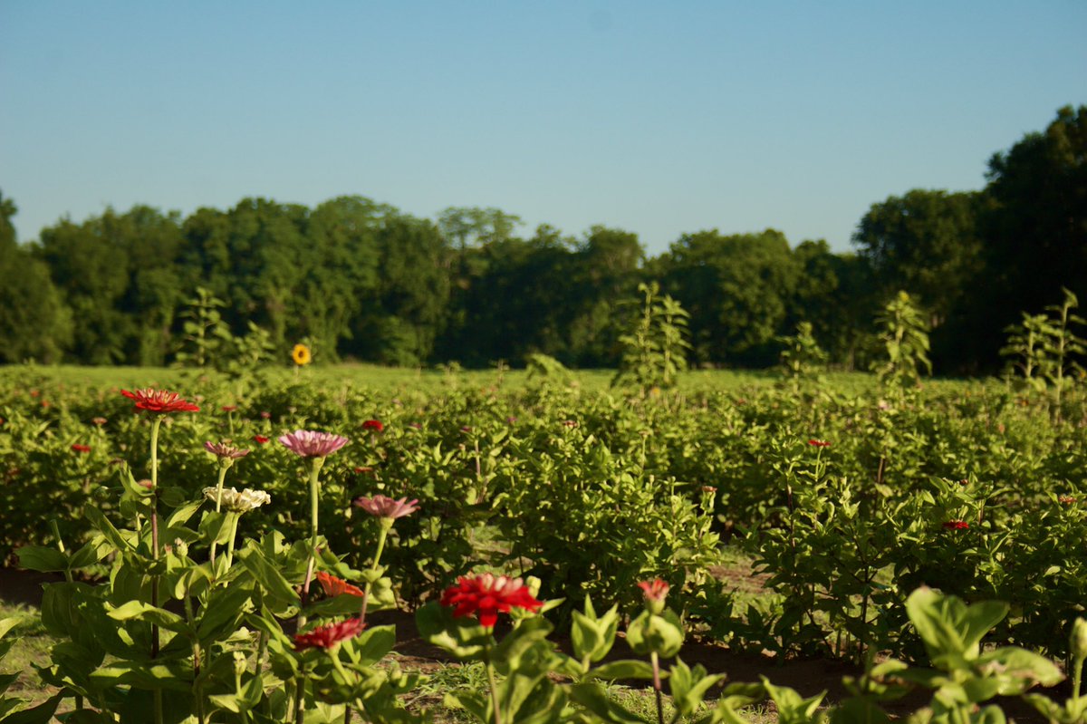 🌾🍃Some serene fields for a lazy Sunday😴⛅️ Make this Sunday even more laid back with some wine and local music at Rosedale‼️ TODAY 1:30-4:30pm The Soul Tsunami Duo is playing at Rosedale, come sip some Rosedale wine with some classic music 🎶  #weha #simsbury #farmington