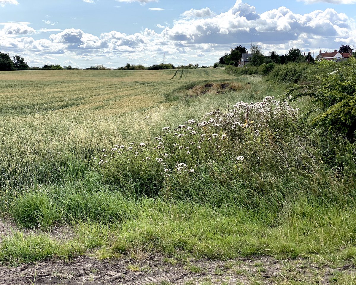 Is this a good time to post a photo after giving a Twitter a miss for a while? Worth a try, here’s one from the edge of a field.