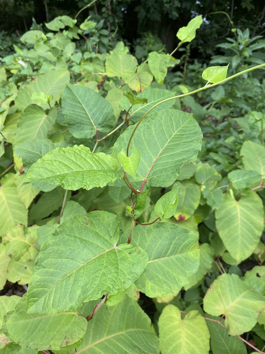 jmheberling's tweet photo. #Reynoutria and #Fallopia are able to set aside their taxonomic differences and be friends. A refreshing lesson for us all. https://t.co/bN9miaaLFG
