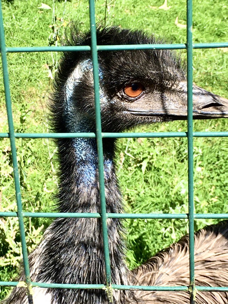 Birds,๐ธ๐ผ๐บ& ๐๐๐#LothertonHall #Leeds https://t.co/2Gn0x5cfBV