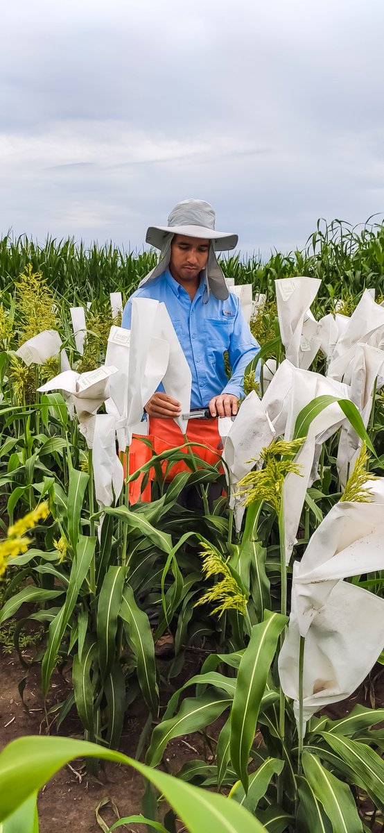 Mother nature is kind to us! Last three days had been very comfortable for bagging heads.  #CABBIbio #bioenergy #sorghum