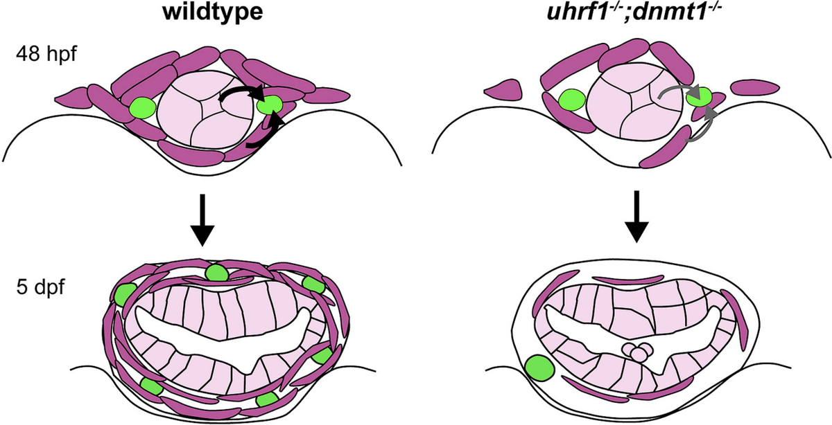 Dev_Bio_Journal's tweet photo. #DBfeatures #DBthrowback #DevBio #ICYMI #gut #zebrafish 🐟

"Epigenetic factors Dnmt1 and Uhrf1 coordinate intestinal development" by Julia Ganz @BrainyFishGuts et al in our Nov 15, 2019 issue.

Check it out here -> https://t.co/rFZmXLd50a https://t.co/EnrkEqC1ZG