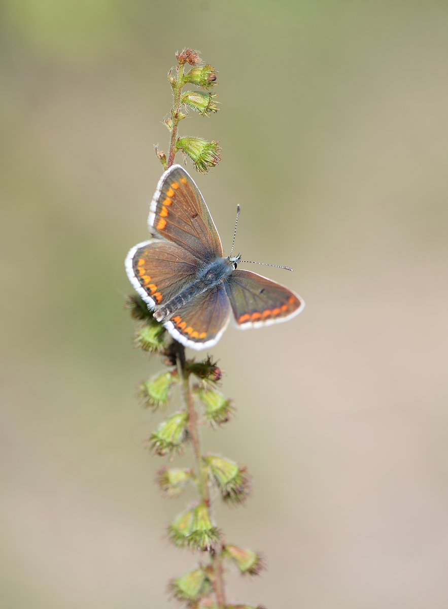 Brown Argus today