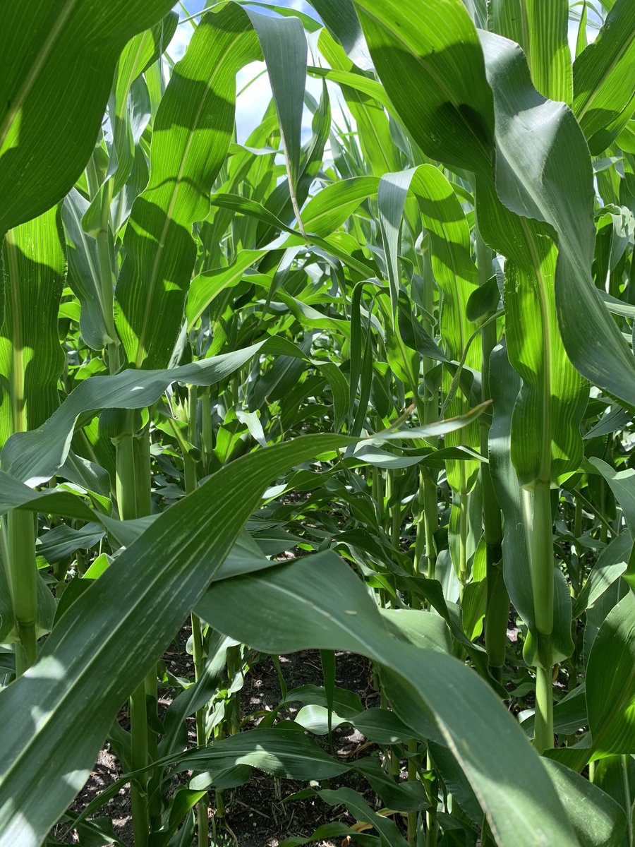 samcinc's tweet photo. More crop development from our EFJV operations. #cdchaymaker #aacbrandon #AS1047RR #invigor #westcdnag @samcinc @SeCan @PRIDESEEDS @BASFAgSolutions https://t.co/foMiGoB07A