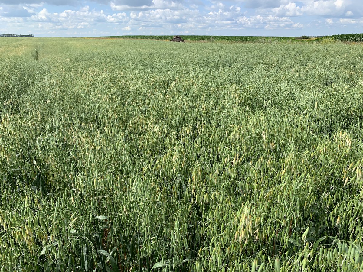 samcinc's tweet photo. More crop development from our EFJV operations. #cdchaymaker #aacbrandon #AS1047RR #invigor #westcdnag @samcinc @SeCan @PRIDESEEDS @BASFAgSolutions https://t.co/foMiGoB07A