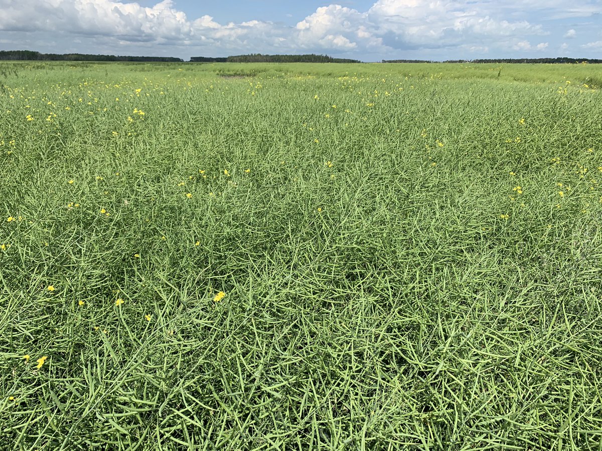 samcinc's tweet photo. More crop development from our EFJV operations. #cdchaymaker #aacbrandon #AS1047RR #invigor #westcdnag @samcinc @SeCan @PRIDESEEDS @BASFAgSolutions https://t.co/foMiGoB07A
