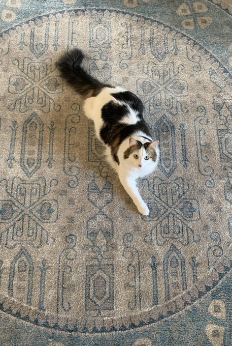 My cat is either telling you that it&rsquo;s 4:55pm or that it should be. You figure that shit out. I&rsquo;m just<a href="/tag/appleevent"class="tags"><span>#appleevent</span></a><a href="/tag/iphone11"class="tags"><span>#iphone11</span></a>