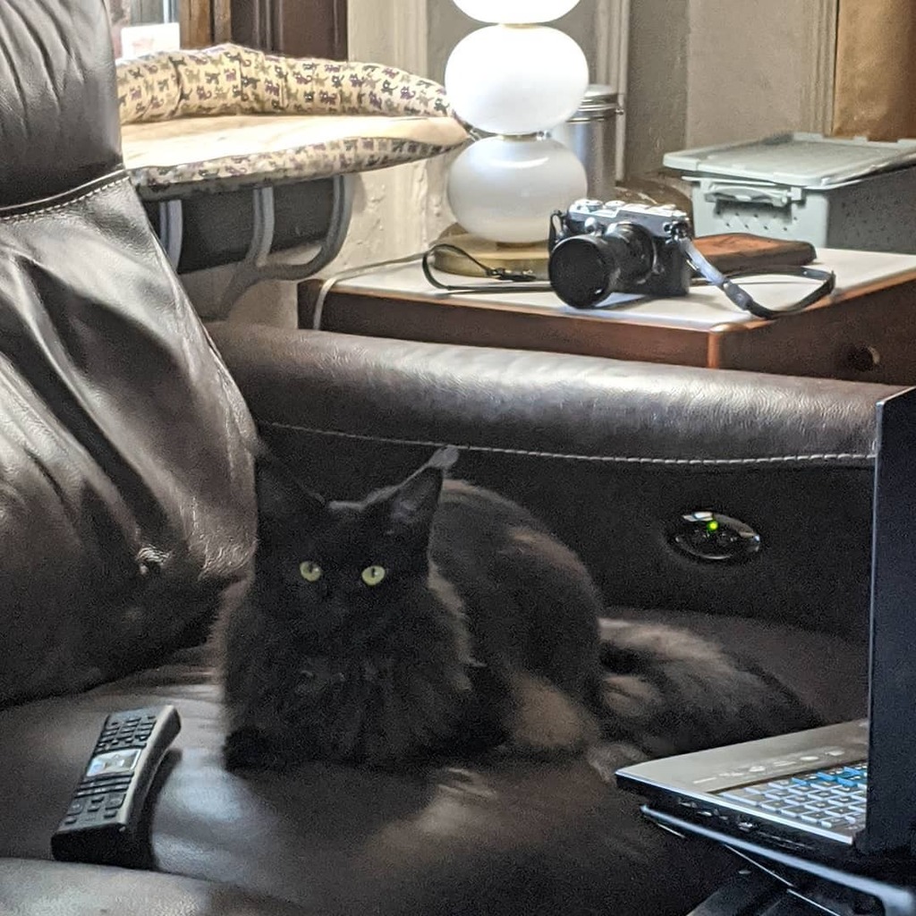 LadyLunaMoonCat's tweet photo. Can't decide. TV or computer games 😸 #indecisions #maincoonsofinstagram #cfacat #catinfluencer #fancycat #catlife #catloaf #catscatscats #meowstagram #cats_of_instagram #instakitty #blackcatsrule https://t.co/rAPDLWMpfE https://t.co/OBqyEjZt4D