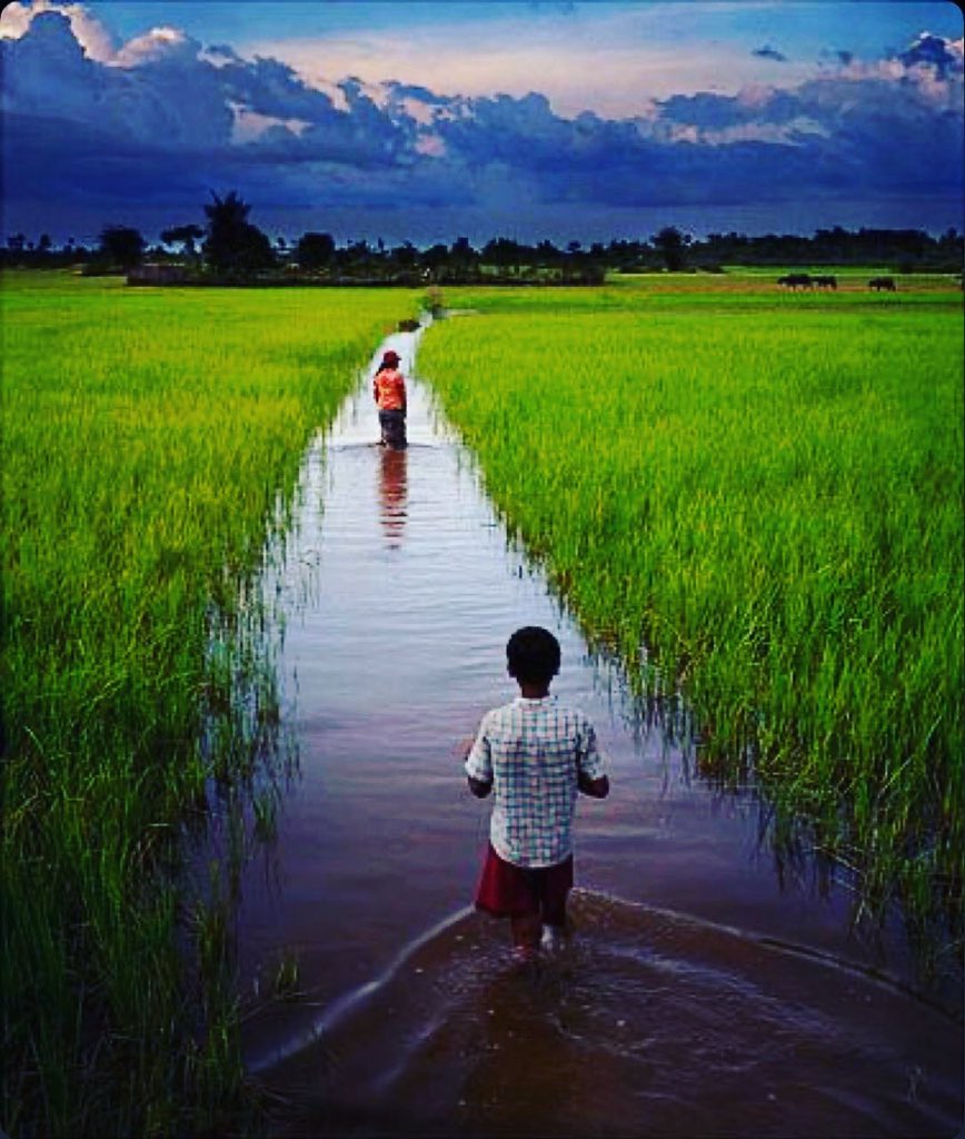 JourneyTobd's tweet photo. #nature #greenery🌿 #paddy #field #flooding #sky #weather #view from #bangladesh 🇧🇩😍 https://t.co/A12nsKnD1M