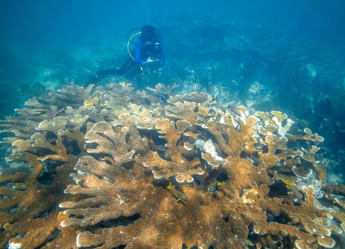 Coral Restoration Foundation tweet media