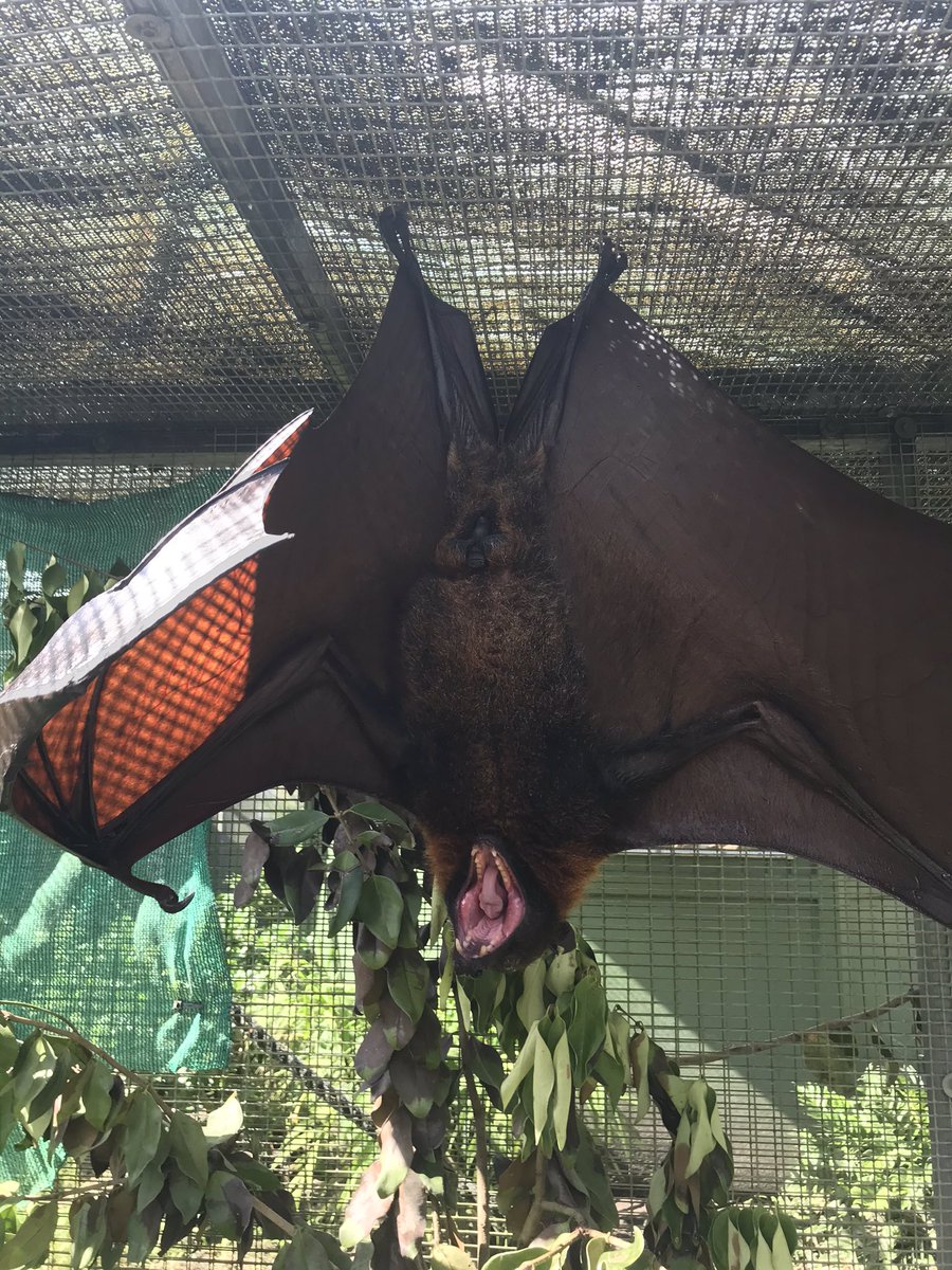 BatConservancy's tweet photo. Anyone else having a lazy Sunday? Big yawn &amp; stretch from one of the Malayan boys 🦇💕

#lazysunday #batsoflubee #flyingfox #bigbat #bigyawn #pteropusvampyrus https://t.co/k90FBu28uO