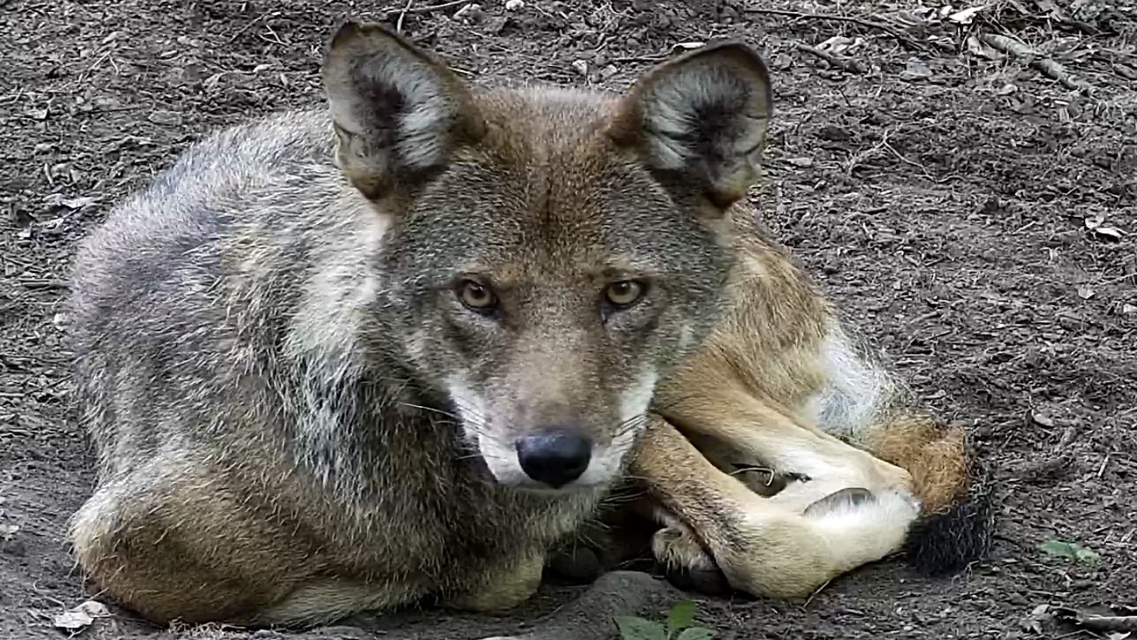 Where Do Red Wolves Live