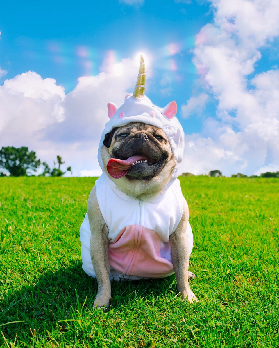 itsdougthepug's tweet photo. Do u believe in magic? 🦄 https://t.co/PPuRuyAuVm