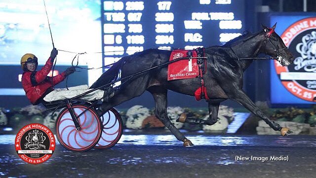 JennBongiorno's tweet photo. Happy Retirement BOLD EAGLE 🦅 What a thrill it was to watch you win the Breeders Crown last year 😍 https://t.co/B4GBGdUPHq